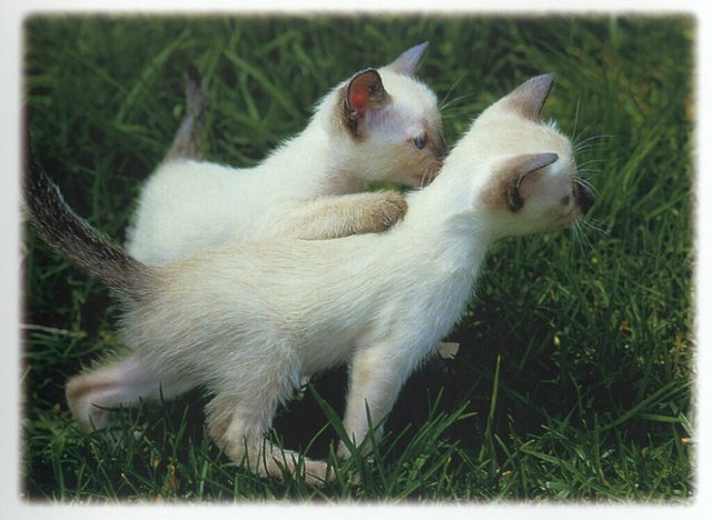 Gatti (365)